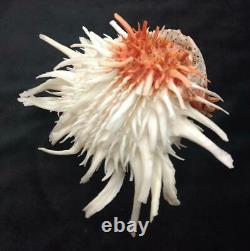 Spondylus leucacanthus 180 mm One of a Kind Self Collected Sea of Cortez