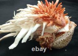 Spondylus leucacanthus 180 mm One of a Kind Self Collected Sea of Cortez