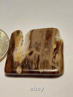 Super rare unique one of a kind Oregon petrified wood polished display piece