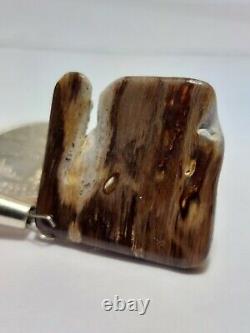 Super rare unique one of a kind Oregon petrified wood polished display piece