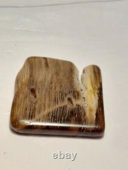 Super rare unique one of a kind Oregon petrified wood polished display piece