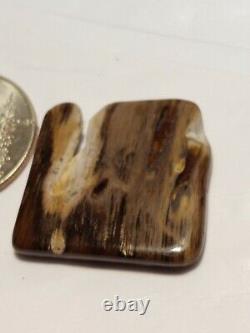 Super rare unique one of a kind Oregon petrified wood polished display piece