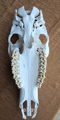 Unique One Of A Kind C. M. O'KELLEY Southwestern Painted Skull