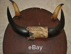 Vintage Plaque/gun Rack With 2 Pair Of Bison Horns! Very Unique One Of A Kind
