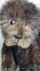 Vntg Collectible One-of-a-kind Brown Mohair Half Nelsons Bear By Linda Nelson