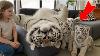 We Raised A Rare White Tiger Look At Him Now Rare White Tiger Story