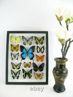 14 Beaux Papillons En Boîte 3d Réel Taxidermy Un-of-a-kind Gentil 10