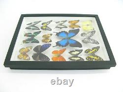 14 Beaux Papillons En Boîte 3d Réel Taxidermy Un-of-a-kind Gentil 10