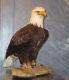American Bald Eagle Unique En Son Genre Dans La Réplique Artistique De Qualité Muséale Mondiale