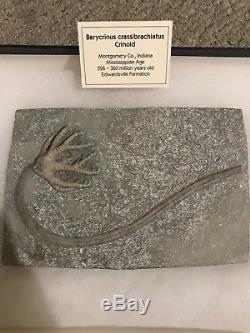 Barycrinus Crassibrachiatus Crinoid. Un Fossil De Genre! Doit Avoir