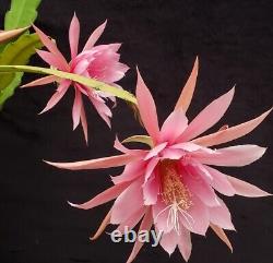 Collection de 24 hybrides de semis d'Epiphyllum