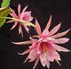 Collection De 24 Hybrides De Semis D'epiphyllum