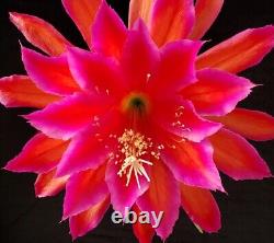 Collection de 24 hybrides de semis d'Epiphyllum