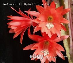 Collection de 24 hybrides de semis d'Epiphyllum