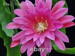 Collection de 24 hybrides de semis d'Epiphyllum