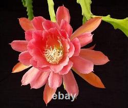 Collection de 24 hybrides de semis d'Epiphyllum