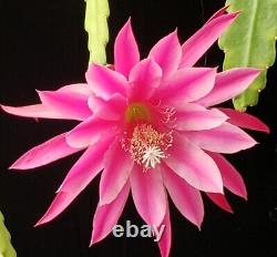 Collection de 24 hybrides de semis d'Epiphyllum