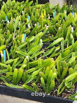 Collection de 24 hybrides de semis d'Epiphyllum