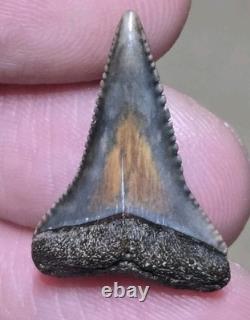 Dent de Grand Requin Blanc Préhistorique Unique en Fossile Coloré et Authentique