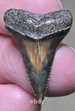 Dent de Grand Requin Blanc Préhistorique Unique en Fossile Coloré et Authentique