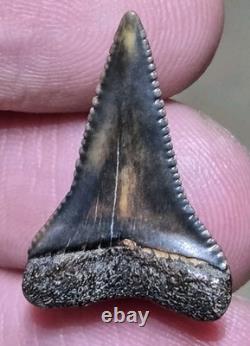 Dent de Grand Requin Blanc Préhistorique Unique en Fossile Coloré et Authentique
