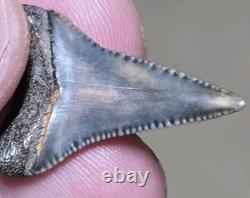 Dent de Grand Requin Blanc Préhistorique Unique en Fossile Coloré et Authentique