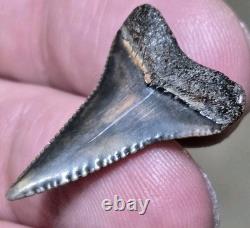Dent de Grand Requin Blanc Préhistorique Unique en Fossile Coloré et Authentique