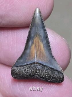 Dent de Grand Requin Blanc Préhistorique Unique en Fossile Coloré et Authentique