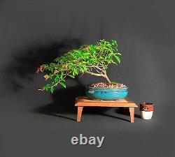 Firebush Bonsai Tree, Une Collection Unique De Samurai-jardins