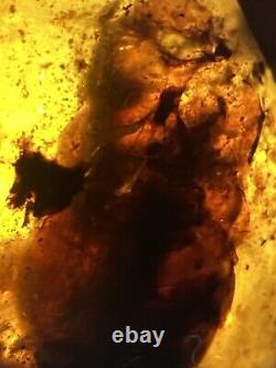 From Possible \ud83d\udc38 Un D'un Vrai Burmite (myanmar Amber), Dates 98myo