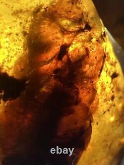 From Possible \ud83d\udc38 Un D'un Vrai Burmite (myanmar Amber), Dates 98myo