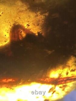 From Possible \ud83d\udc38 Un D'un Vrai Burmite (myanmar Amber), Dates 98myo