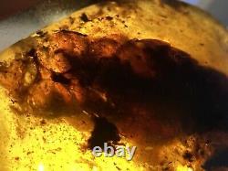 From Possible \ud83d\udc38 Un D'un Vrai Burmite (myanmar Amber), Dates 98myo