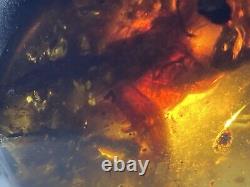 From Possible \ud83d\udc38 Un D'un Vrai Burmite (myanmar Amber), Dates 98myo