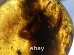 From Possible \ud83d\udc38 Un D'un Vrai Burmite (myanmar Amber), Dates 98myo