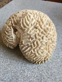 Grand Naturel Corail Cerveau Spécimen Musée De La Qualité One Of A Kind