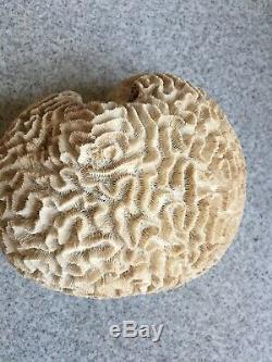 Grand Naturel Corail Cerveau Spécimen Musée De La Qualité One Of A Kind