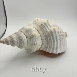 Grand coquillage conque de cheval géant, env. 11 po ! Rare, pièce unique de collection, décoration intérieure