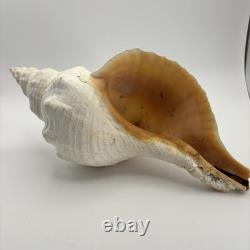 Grand coquillage conque de cheval géant, env. 11 po ! Rare, pièce unique de collection, décoration intérieure