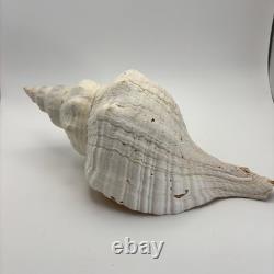 Grand coquillage conque de cheval géant, env. 11 po ! Rare, pièce unique de collection, décoration intérieure
