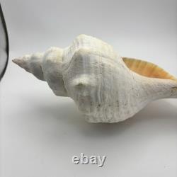 Grand coquillage conque de cheval géant, env. 11 po ! Rare, pièce unique de collection, décoration intérieure