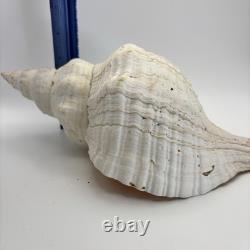 Grand coquillage conque de cheval géant, env. 11 po ! Rare, pièce unique de collection, décoration intérieure
