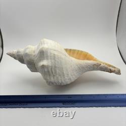 Grand coquillage conque de cheval géant, env. 11 po ! Rare, pièce unique de collection, décoration intérieure