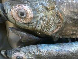 Great Old 6 Foot Folk Art Fish In Sardine Tin Seafood Signe Commercial - Un D'un Genre