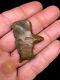 Mlc S6820 Couleur Rare One Of A Kind Cannelée Paleo Cumberland Arrowhead Drill Tn