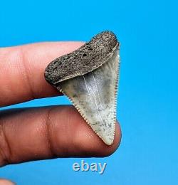 Magnifique dent de requin blanc de 1,45 carat unique en son genre trouvée en Floride du Nord