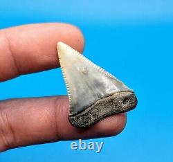 Magnifique dent de requin blanc de 1,45 carat unique en son genre trouvée en Floride du Nord