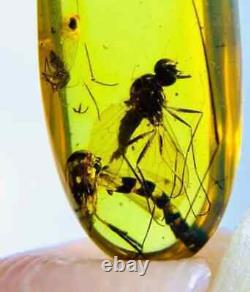 Mouche à taon-perfecte Rhagionidae en ambre, de grande taille, de qualité musée, unique en son genre