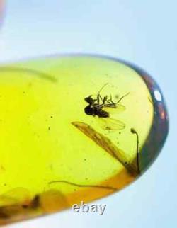 Mouche à taon-perfecte Rhagionidae en ambre, de grande taille, de qualité musée, unique en son genre