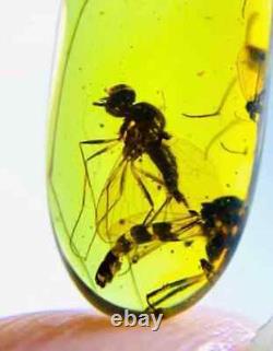 Mouche à taon-perfecte Rhagionidae en ambre, de grande taille, de qualité musée, unique en son genre